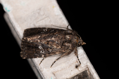 Ectopatria horologa