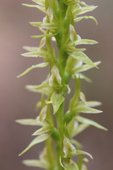 Prasophyllum maccannii