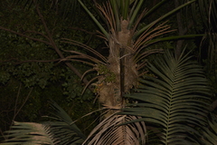 Howea fosteriana