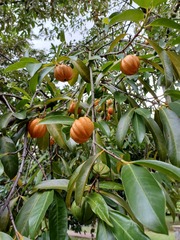Garcinia atroviridis