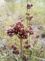 Juncus pallescens