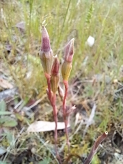 Thelymitra pauciflora