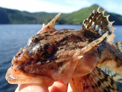 Myoxocephalus octodecemspinosus