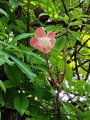 Couroupita guianensis