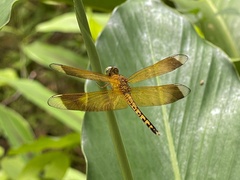 Neurothemis terminata