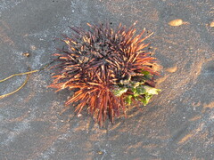 Echinometra lucunter