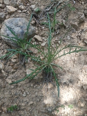 Ptilostemon echinocephalus