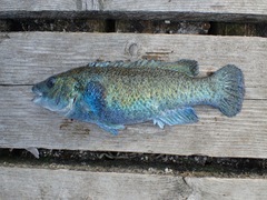 Tautogolabrus adspersus