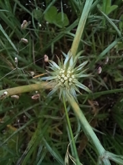 Eryngium ovinum
