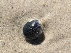 Nerita melanotragus