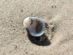 Nerita melanotragus