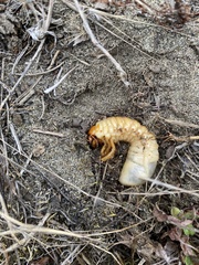 Polyphylla decemlineata