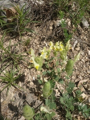 Scutellaria orientalis