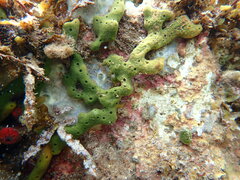 Callyspongia