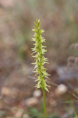 Prasophyllum maccannii