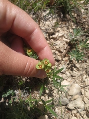 Euphorbia petrophila