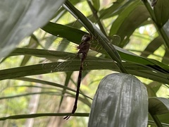 Gynacantha subinterrupta
