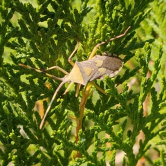 Prismatocerus prominulus