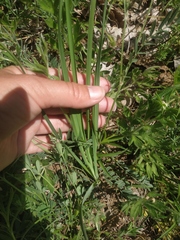 Anthericum ramosum