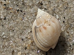 Nassarius jonasii