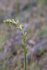 Prasophyllum maccannii