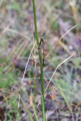 Prasophyllum maccannii