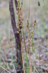Prasophyllum maccannii