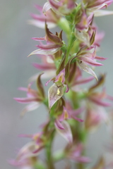 Prasophyllum maccannii