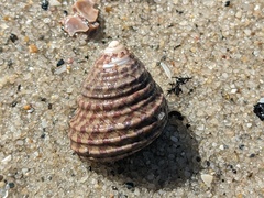 Austrocochlea porcata