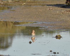 Gallinago hardwickii