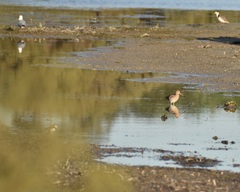 Gallinago hardwickii