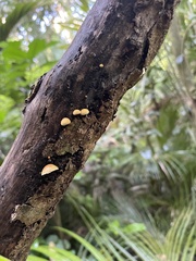 Pleuroflammula praestans