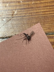 Stegomyia