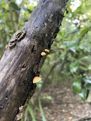 Pleuroflammula praestans