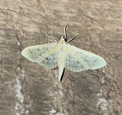 Herpetogramma aeglealis