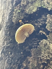 Pleuroflammula praestans