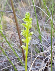 Microtis unifolia