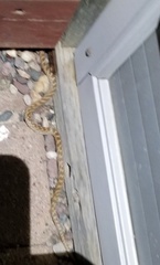 Hypsiglena ochrorhynchus