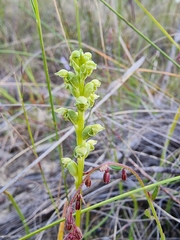 Microtis unifolia