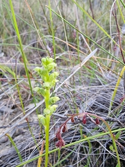 Microtis unifolia