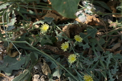 Launaea procumbens