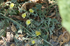 Launaea procumbens