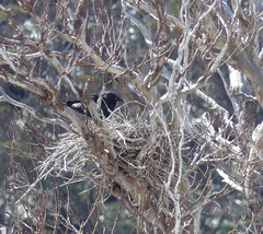 Corvus mellori