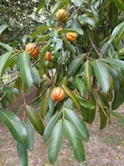 Garcinia atroviridis