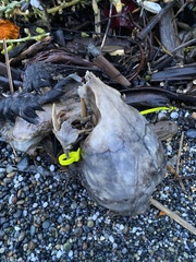 Arctocephalus townsendi