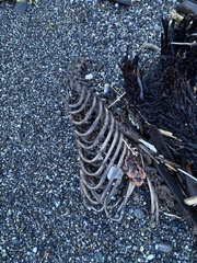 Arctocephalus townsendi