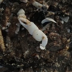 Gilvossius tyrrhenus