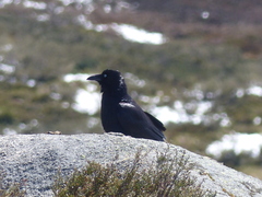 Corvus mellori