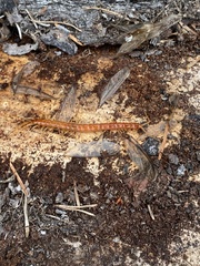 Scolopocryptops spinicaudus