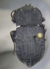 Stenomorpha opaca